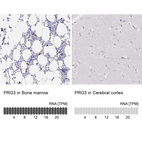 Anti-PRG3 Antibody