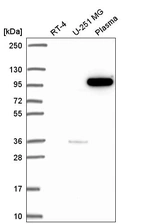 Anti-PIK3CB Antibody