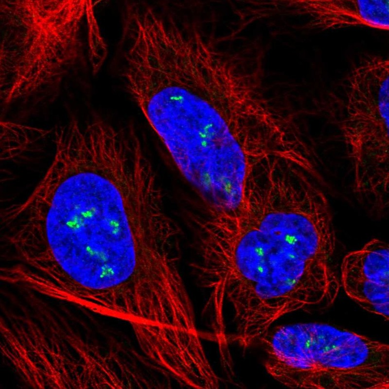 Anti-YY1AP1 Antibody