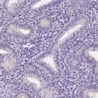 Immunohistochemical staining of human endometrium shows no positivity in glandular cells as expected.