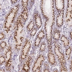 Immunohistochemical staining of human stomach shows strong positivity in Golgi apparatus in glandular cells.