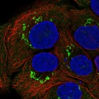 Immunofluorescent staining of human cell line HaCaT shows localization to the Golgi apparatus.