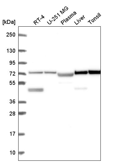 Anti-DZANK1 Antibody