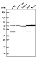 Anti-DZANK1 Antibody