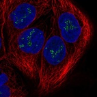 Immunofluorescent staining of human cell line CACO-2 shows localization to nucleoli fibrillar center.