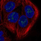 Immunofluorescent staining of human cell line CACO-2 shows localization to nucleoli fibrillar center.