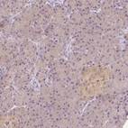 Immunohistochemical staining of human pancreas shows moderate cytoplasmic positivity in islets of Langerhans.