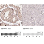 Anti-CENPF Antibody