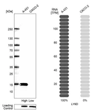 Western blot analysis in human cell lines A-431 and Caco-2 using Anti-LY6D antibody. Corresponding LY6D RNA-seq data are presented for the same cell lines. Loading control: Anti-PARP1.