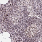 Anti-POU2F1 Antibody