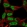 Anti-POU2F1 Antibody