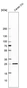 Anti-MBP Antibody