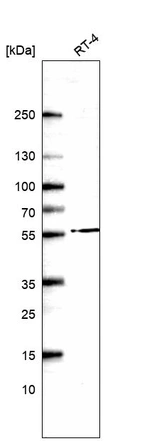 Western blot analysis in human cell line RT-4.