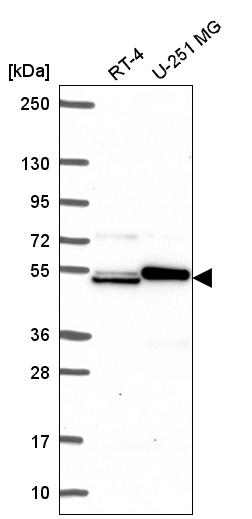 Anti-SH2D3A Antibody