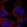 Anti-CEP290 Antibody
