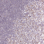 Anti-POU2F2 Antibody
