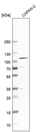 Western blot analysis in human cell line CAPAN-2.