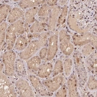 Anti-MAPKAPK2 Antibody