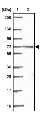 Lane 1: Marker [kDa] 250, 130, 95, 72, 55, 36, 28, 17, 10_br/_Lane 2: Human cell line RT-4