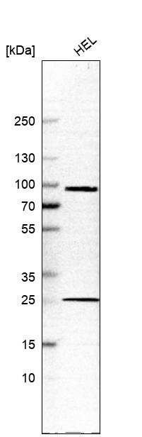 Anti-KEL Antibody