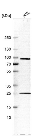 Anti-KEL Antibody