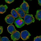 Immunofluorescent staining of human cell line HEL shows localization to nucleoplasm & plasma membrane.