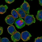 Immunofluorescent staining of human cell line HEL shows localization to nucleoplasm & plasma membrane.