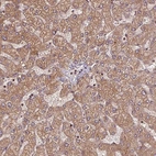 Anti-SEC14L2 Antibody