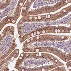 Immunohistochemical staining of human small intestine shows high expression.