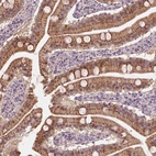 Immunohistochemical staining of human small intestine shows high expression.