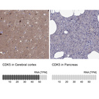 Anti-CDK5 Antibody