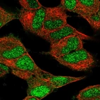 Immunofluorescent staining of human cell line SH-SY5Y shows localization to nucleus & cytosol.