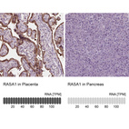 Anti-RASA1 Antibody