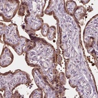 Immunohistochemical staining of human placenta shows high expression.