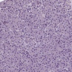 Immunohistochemical staining of human pancreas shows low expression as expected.