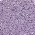 Immunohistochemical staining of human pancreas shows low expression as expected.