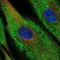 Anti-XPNPEP2 Antibody