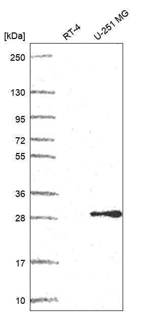 Anti-POP4 Antibody