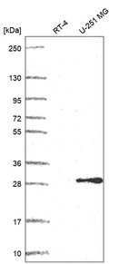 Anti-POP4 Antibody
