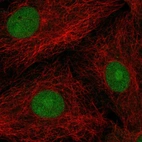 Immunofluorescent staining of human cell line A-549 shows localization to nucleoplasm & nucleoli.