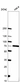Anti-SDHA Antibody