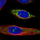 Immunofluorescent staining of human cell line SiHa shows localization to nucleoli & mitochondria.
