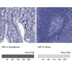Anti-GIP Antibody