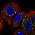 Immunofluorescent staining of human cell line MCF7 shows localization to the Golgi apparatus.