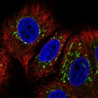 Immunofluorescent staining of human cell line MCF7 shows localization to the Golgi apparatus.