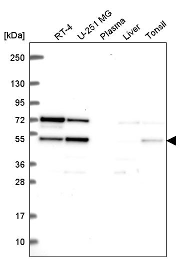 Anti-SF3B4 Antibody