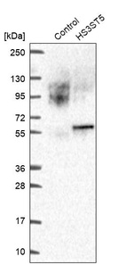 Anti-HS3ST5 Antibody