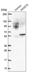 Western blot analysis in control (vector only transfected HEK293T lysate) and HS3ST5 over-expression lysate (Co-expressed with a C-terminal myc-DDK tag (~3.1 kDa) in mammalian HEK293T cells, LY407027).