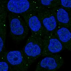 Immunofluorescent staining of human cell line RT4 shows localization to cytoplasmic bodies.