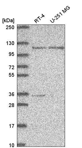 Anti-JADE3 Antibody
